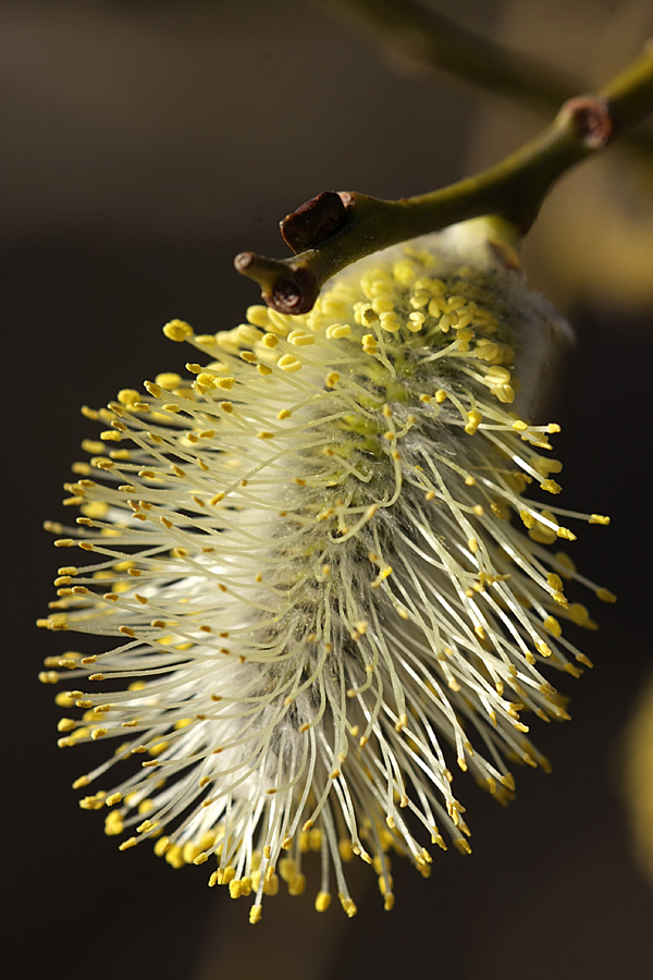 Image of Salix caprea specimen.