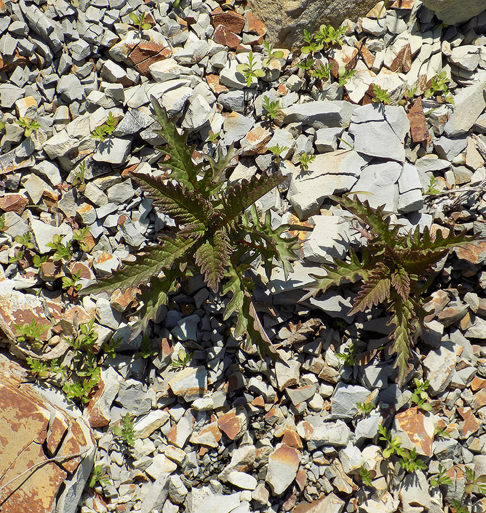 Image of Lycopus exaltatus specimen.