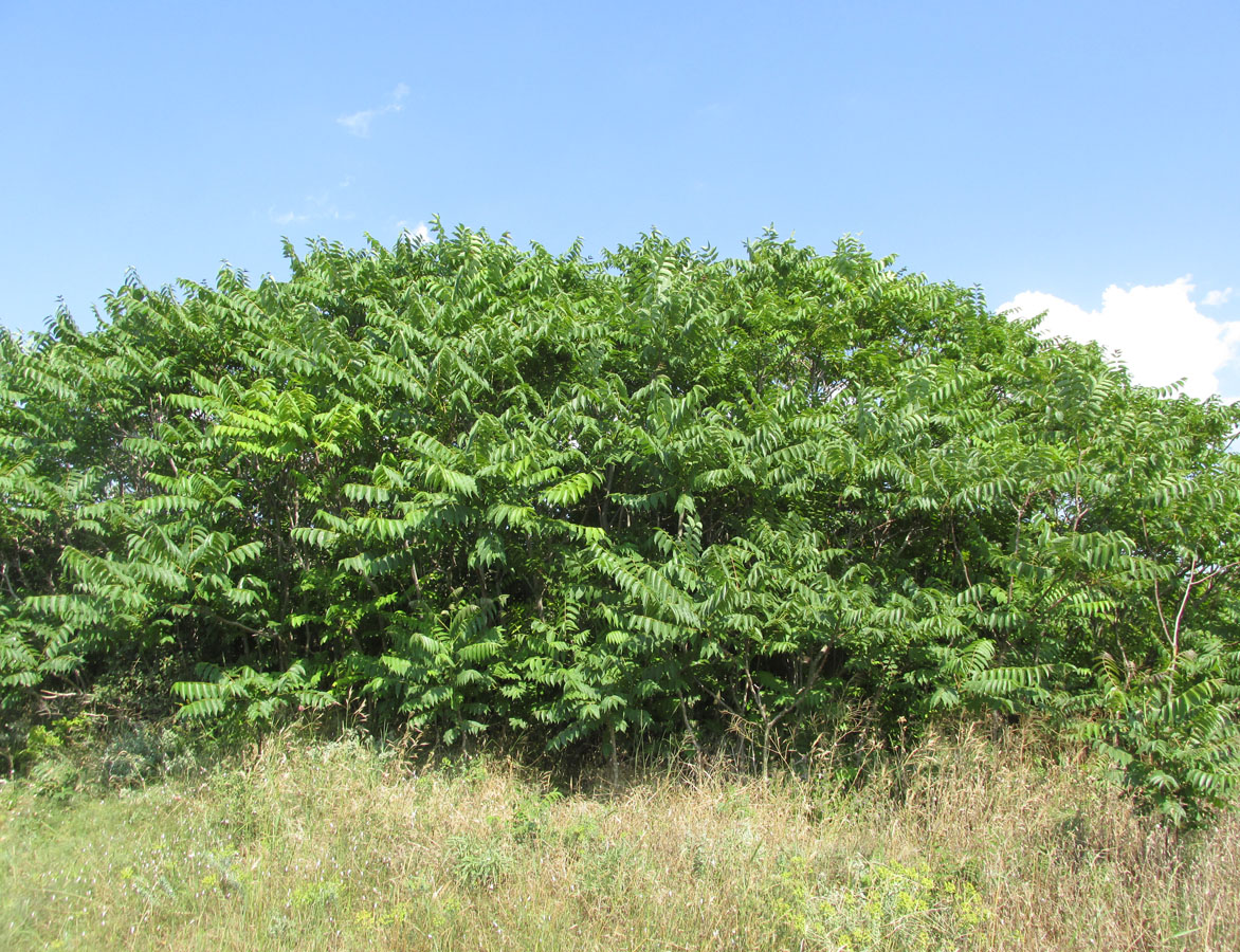 Image of Ailanthus altissima specimen.