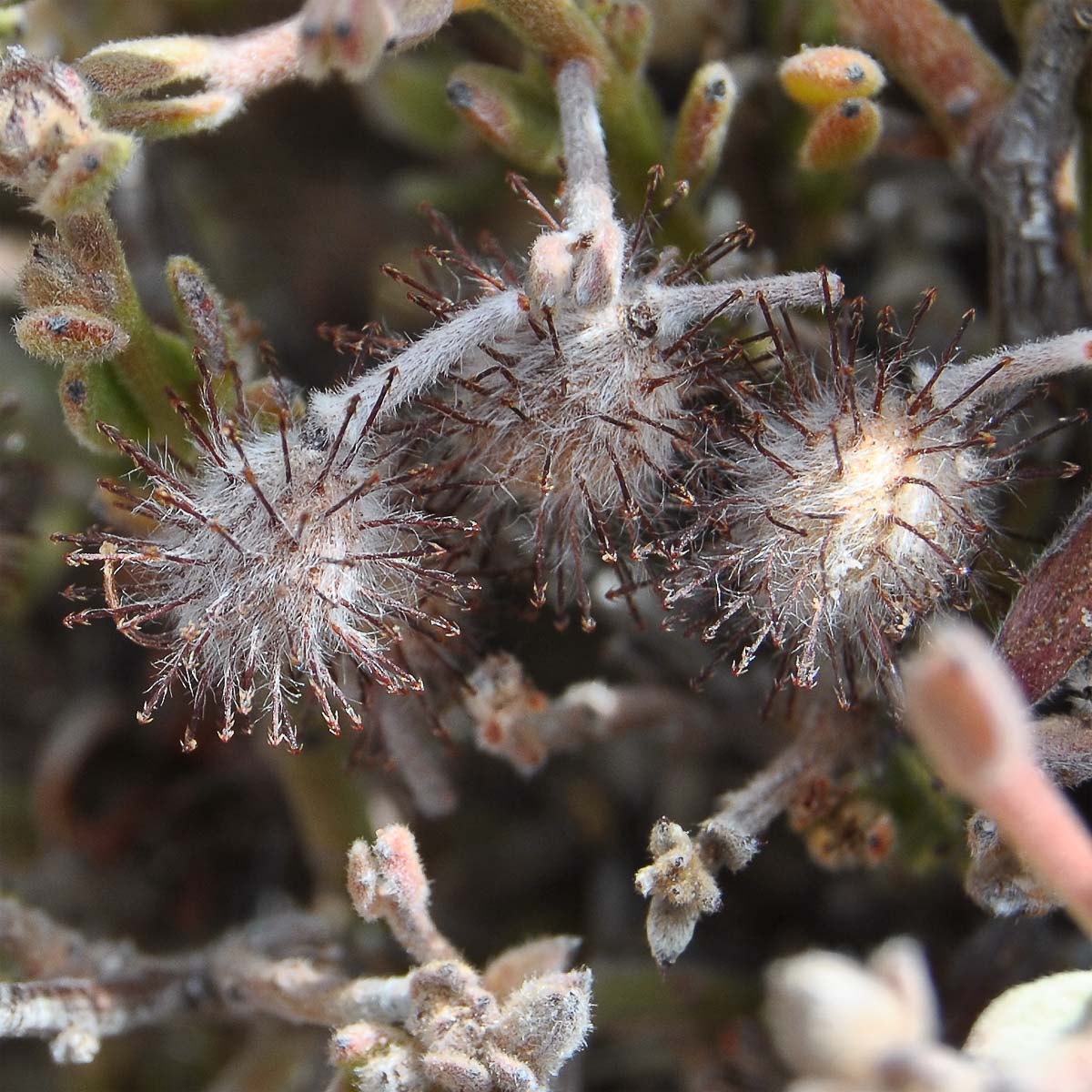 Image of Krameria lappacea specimen.