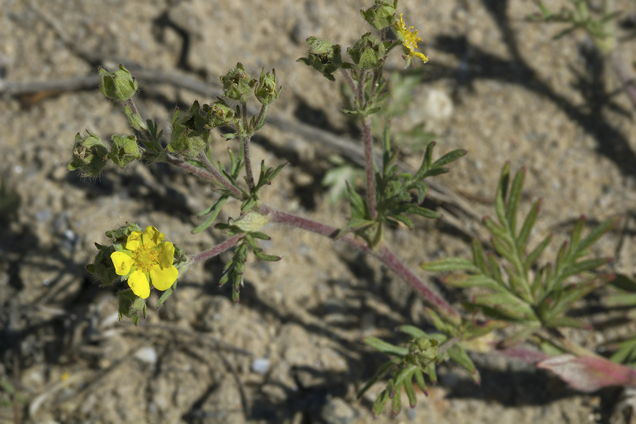 Изображение особи род Potentilla.