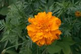 Tagetes erecta. Соцветие. Узбекистан, г. Ташкент, Ботанический сад им. Ф.Н. Русанова. 03.08.2010.