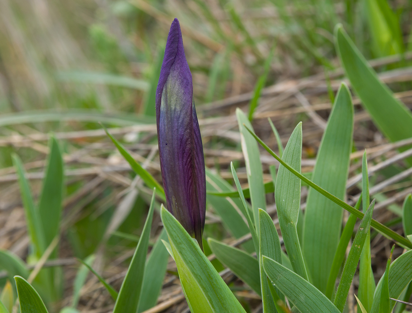 Image of Iris pumila specimen.