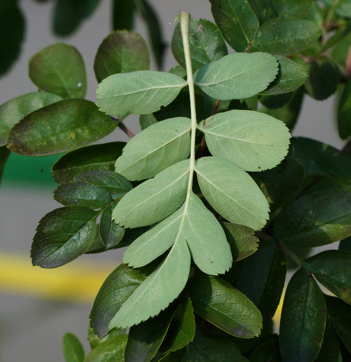 Image of &times; Crataegosorbus miczurinii specimen.