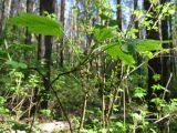 Ribes atropurpureum