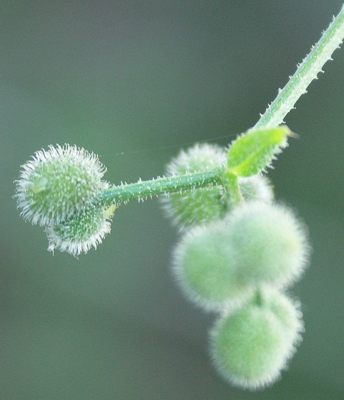 Image of Galium aparine specimen.