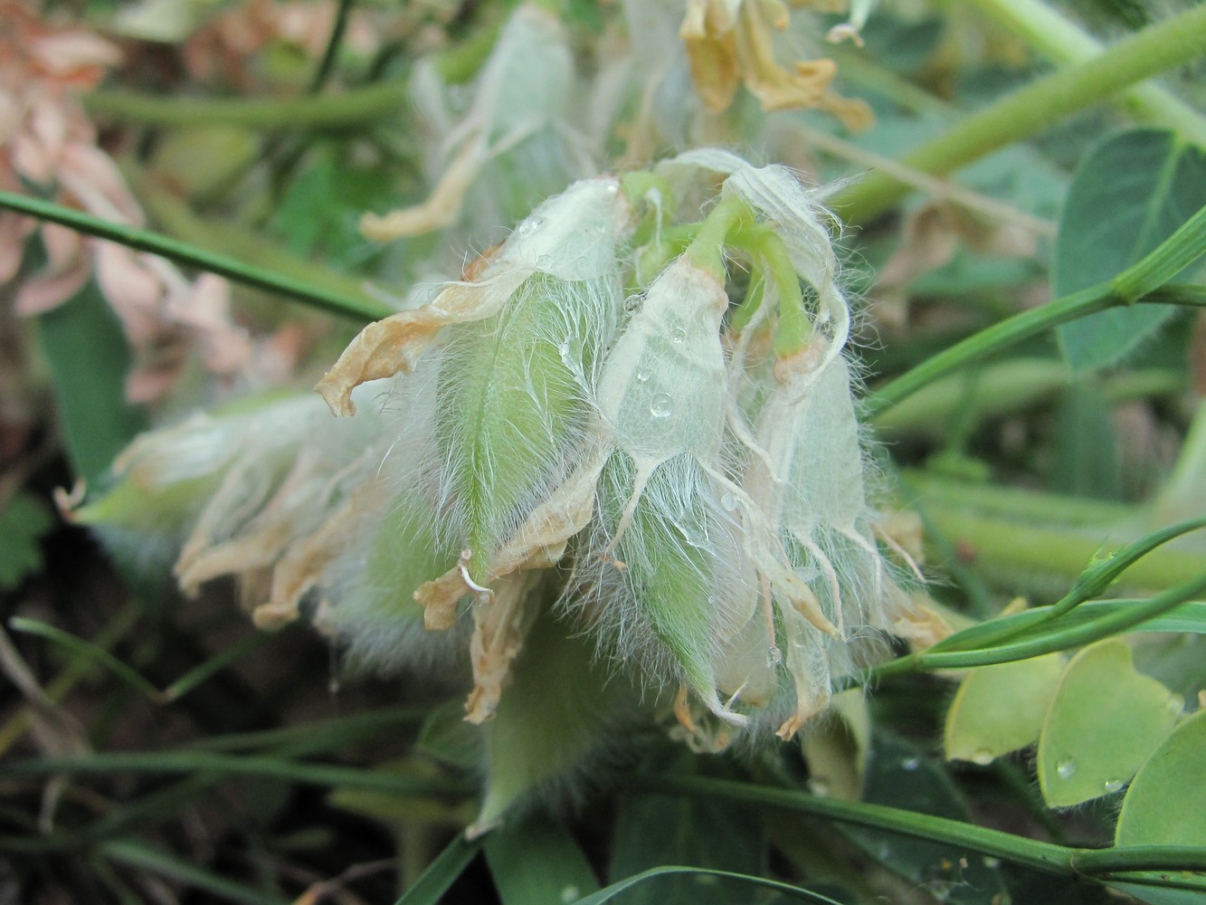 Image of Astragalus polyphyllus specimen.