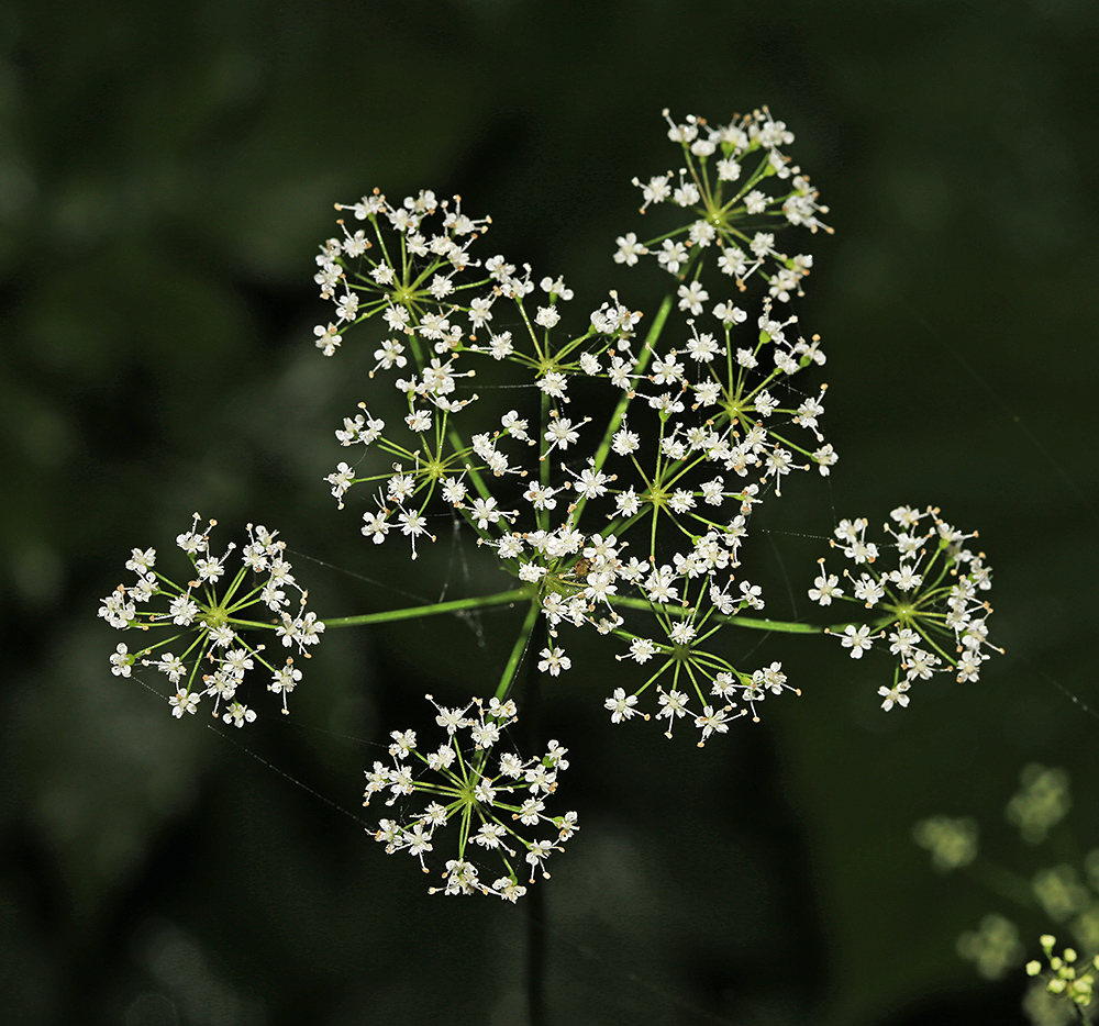 Image of Spuriopimpinella calycina specimen.