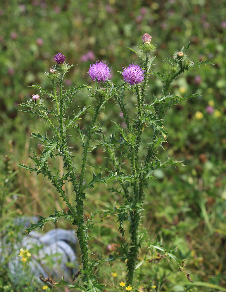 Image of Carduus acanthoides specimen.