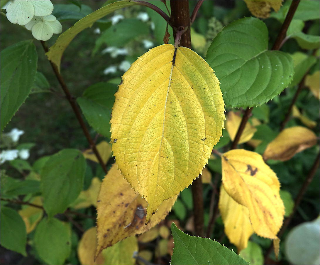 Image of Hydrangea paniculata specimen.