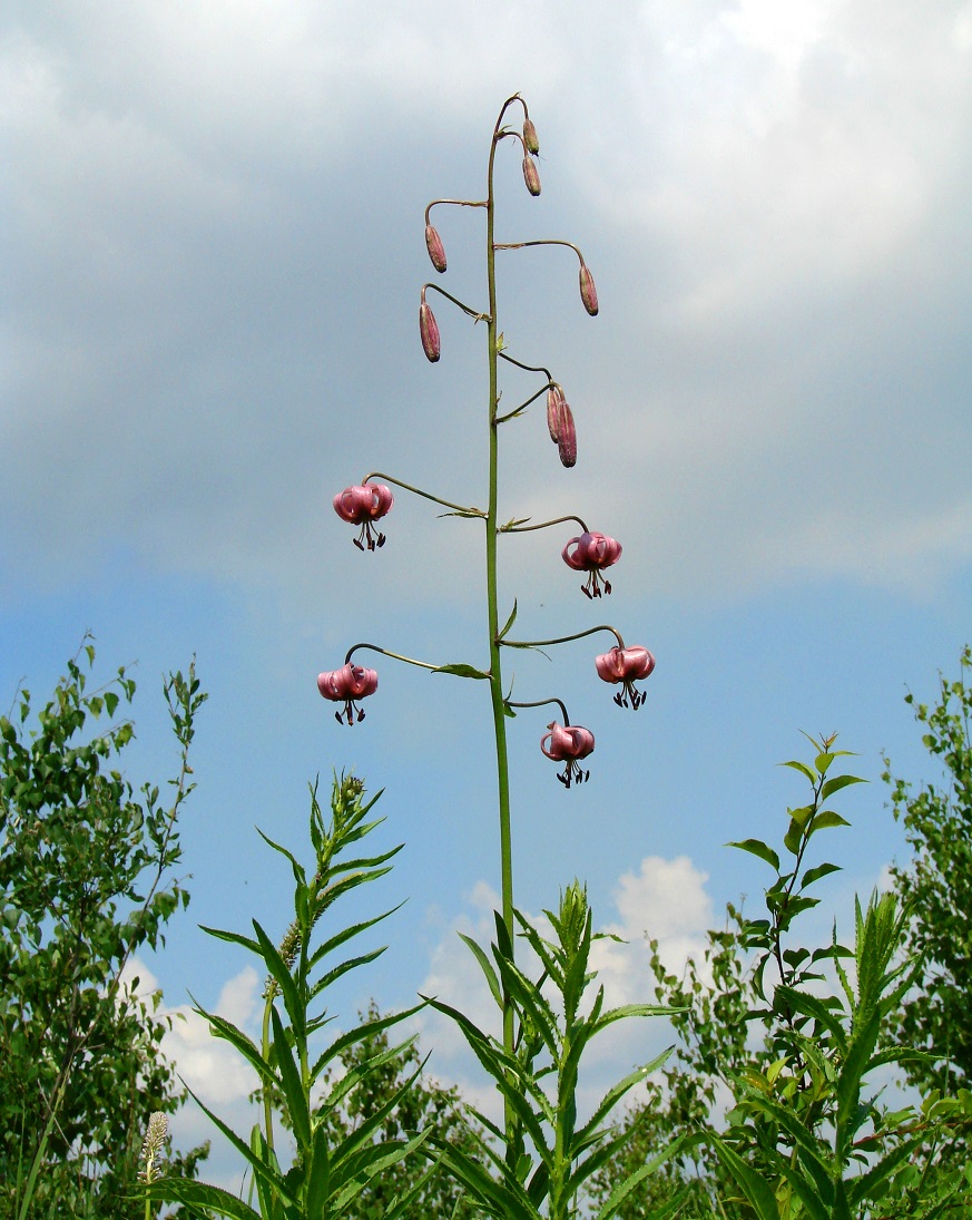 Image of Lilium pilosiusculum specimen.