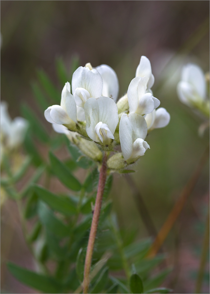 Image of Oxytropis sordida specimen.