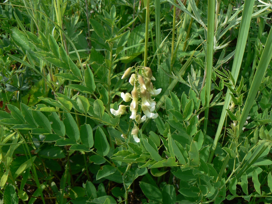 Image of Sophora flavescens specimen.