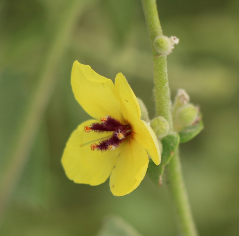 Image of Verbascum paniculatum specimen.