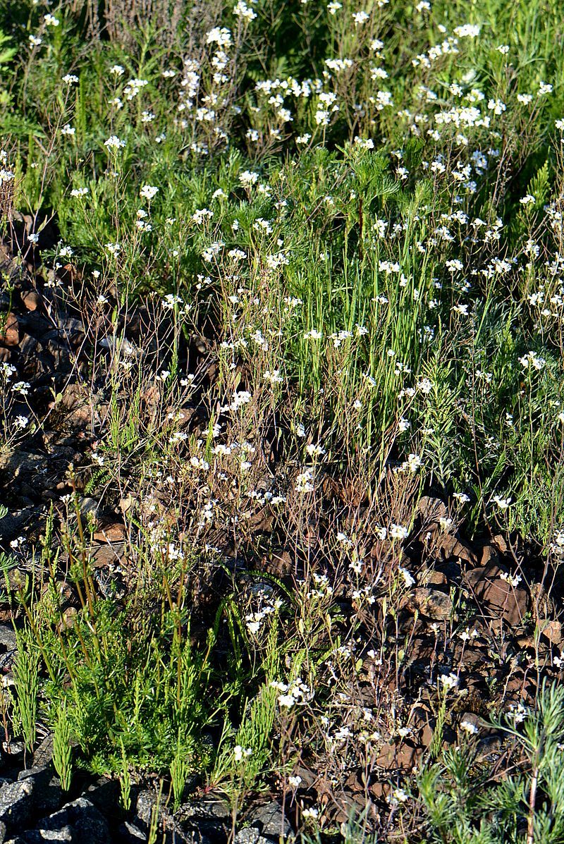 Изображение особи Arabidopsis arenosa.