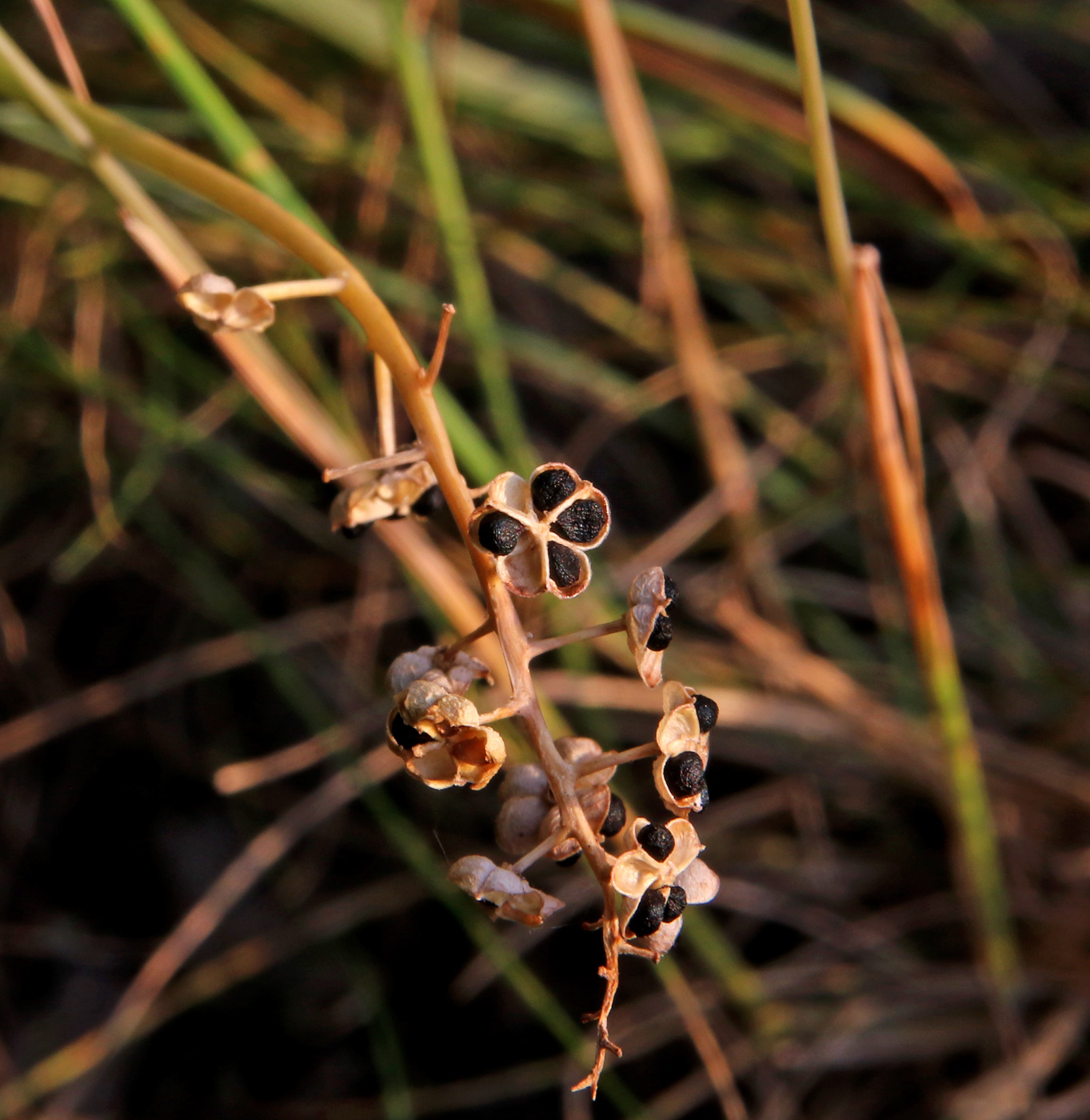 Image of Hyacinthella leucophaea specimen.