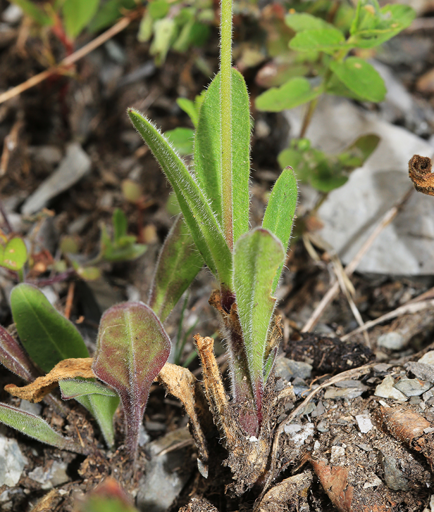 Image of Silene obscura specimen.