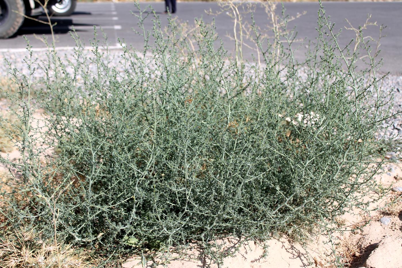 Изображение особи Salsola tragus.