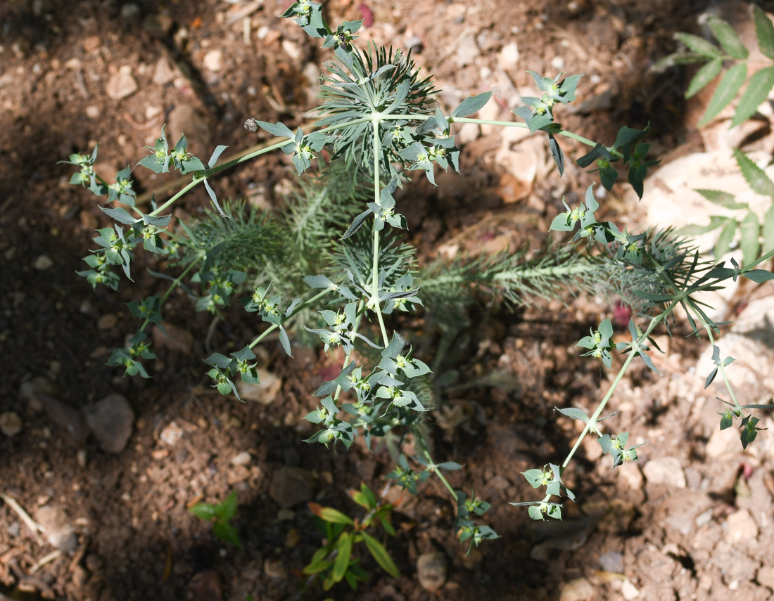 Изображение особи Euphorbia aleppica.