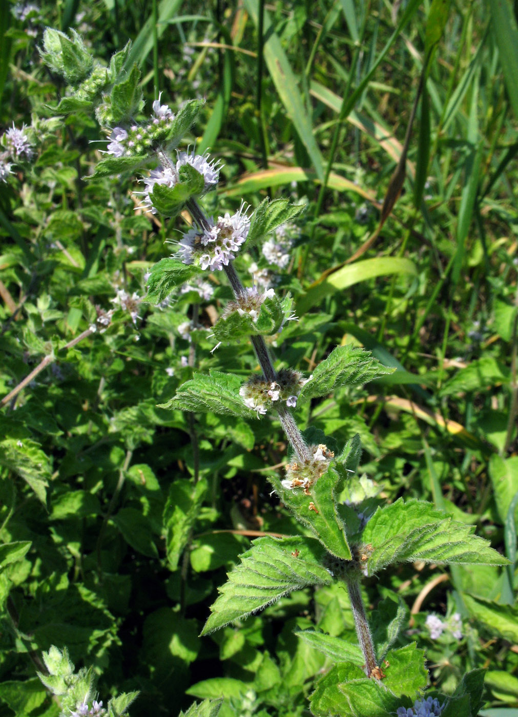 Изображение особи Mentha arvensis.