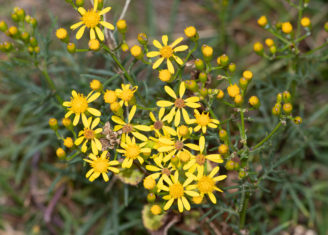 Image of Senecio rudbeckiifolius specimen.