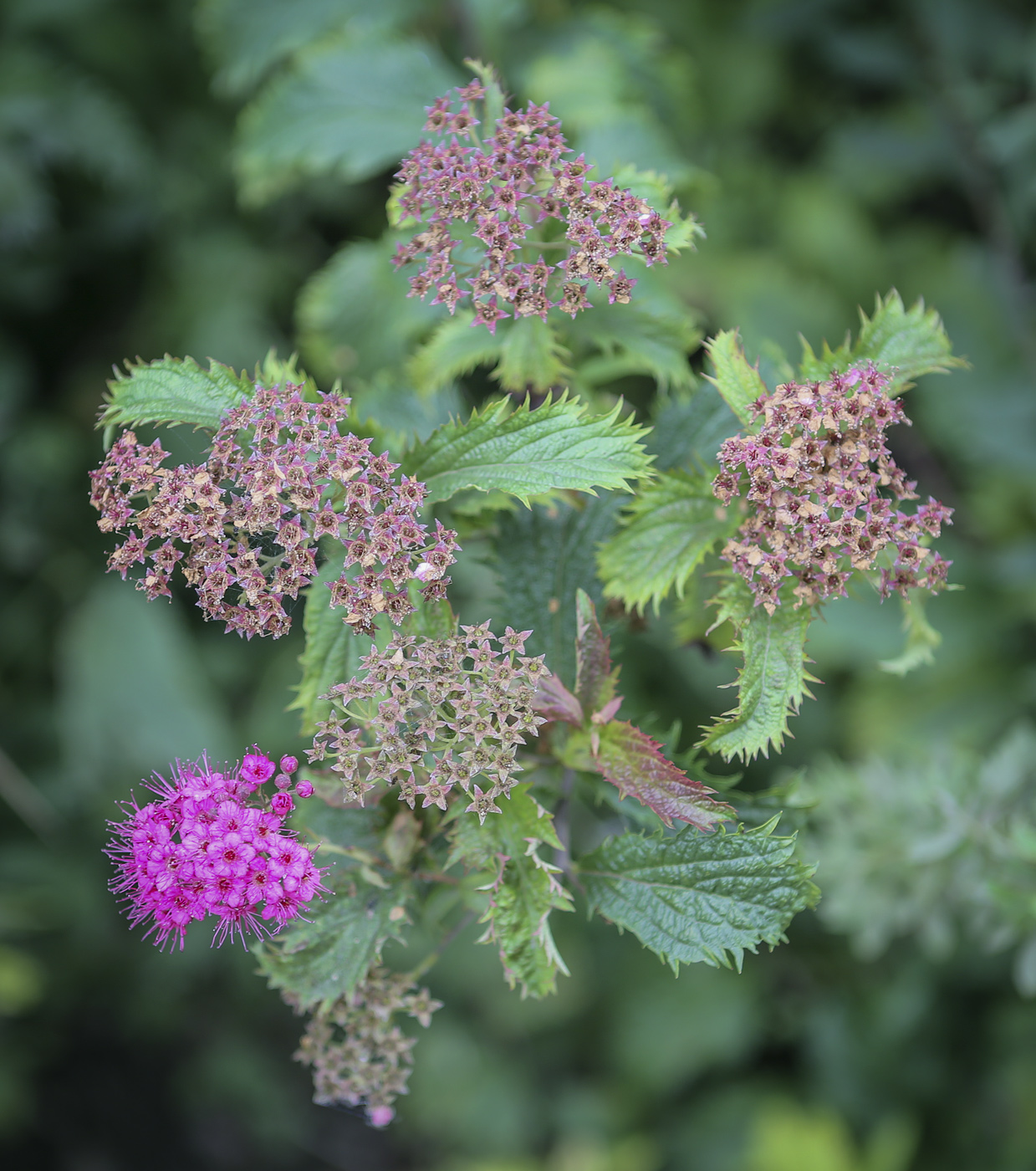 Изображение особи Spiraea &times; bumalda.