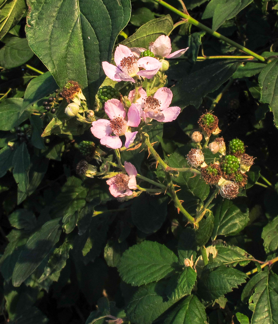 Изображение особи род Rubus.