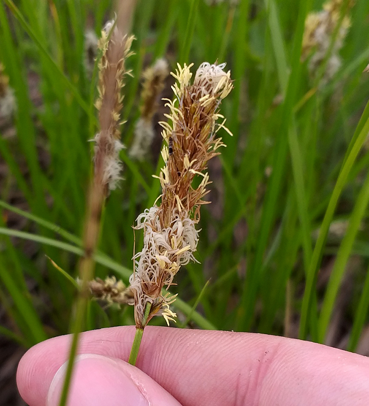 Изображение особи Carex disticha.