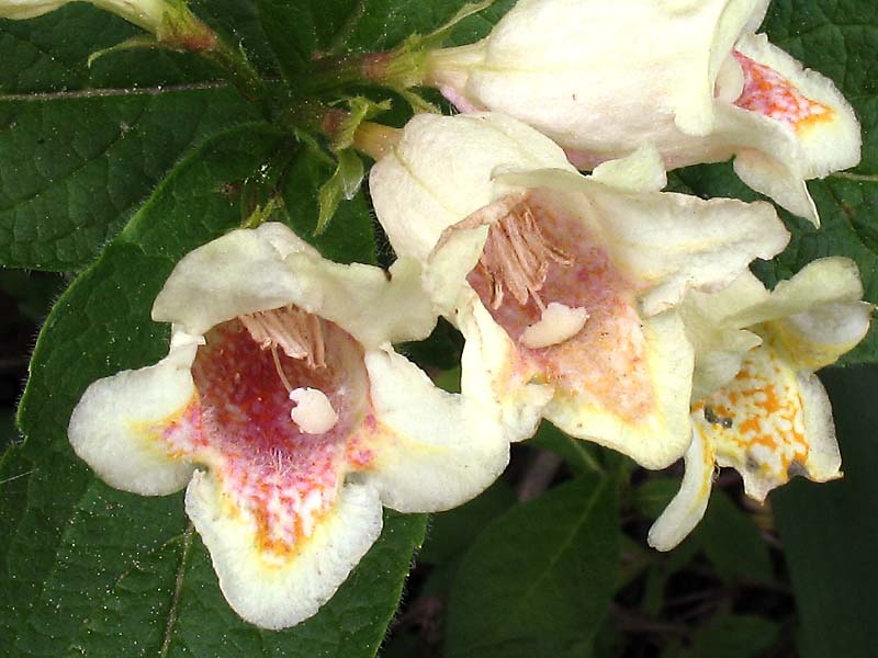 Image of Weigela middendorffiana specimen.