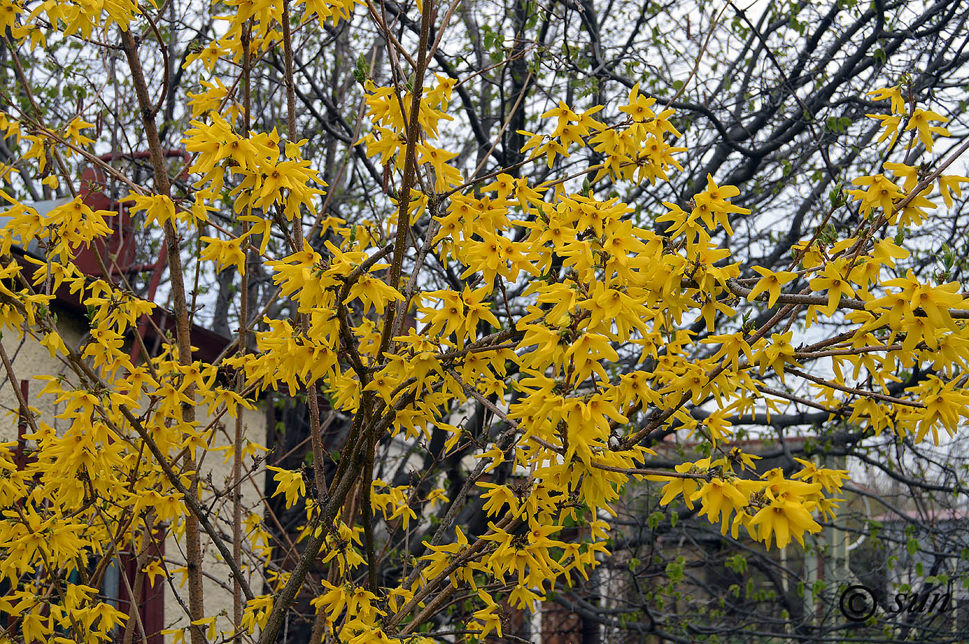 Image of Forsythia europaea specimen.