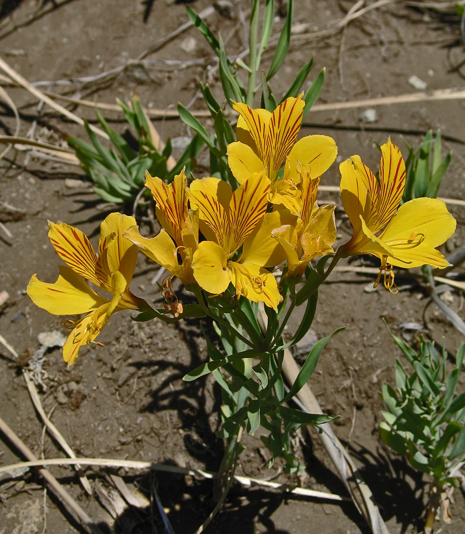 Image of Alstroemeria aurea specimen.