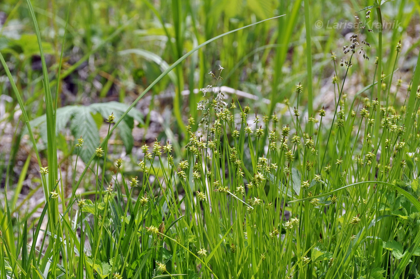 Изображение особи Carex uda.