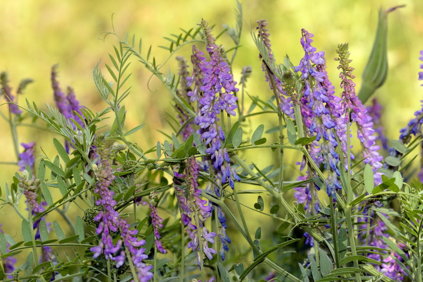 Изображение особи Vicia tenuifolia.