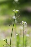 Capsella bursa-pastoris