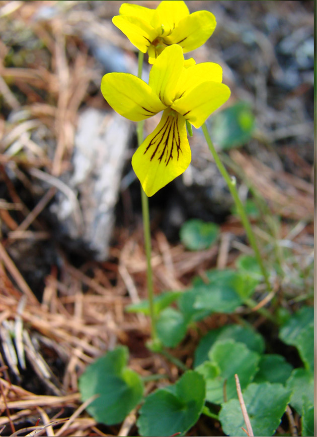 Image of Viola biflora specimen.