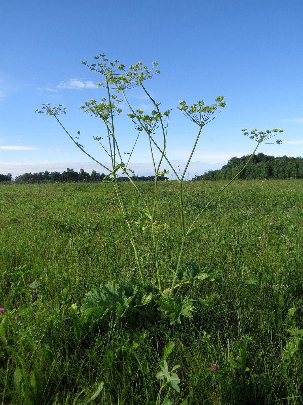 Изображение особи Heracleum sibiricum.