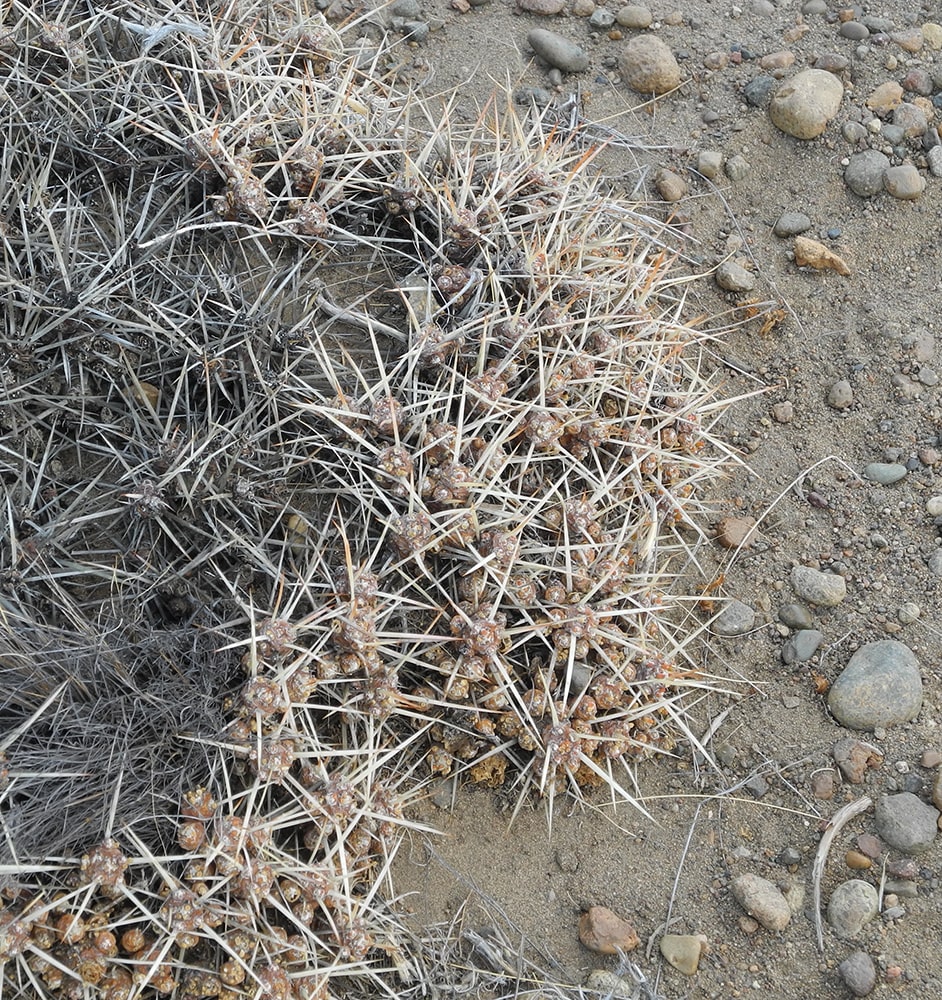 Изображение особи Maihuenia patagonica.