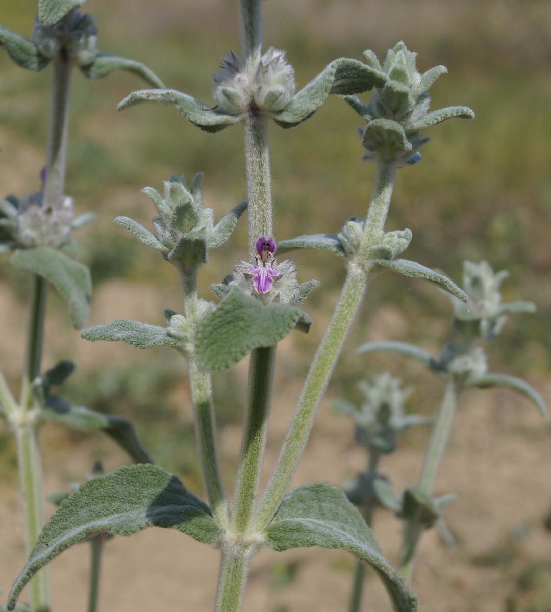 Изображение особи Stachys velata.