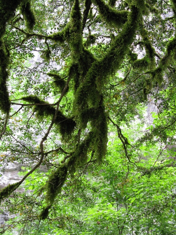 Image of Buxus colchica specimen.