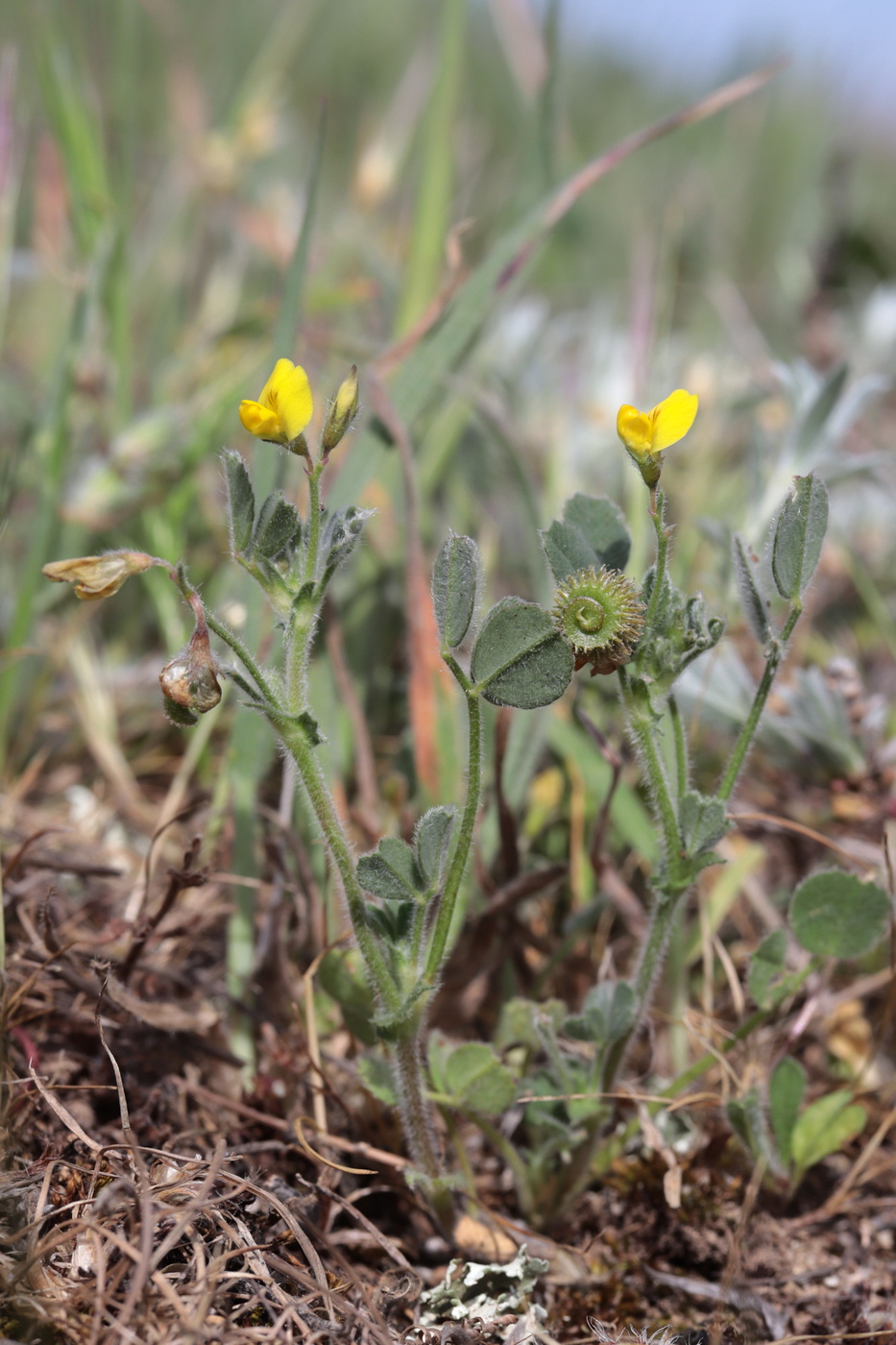 Изображение особи Medicago disciformis.