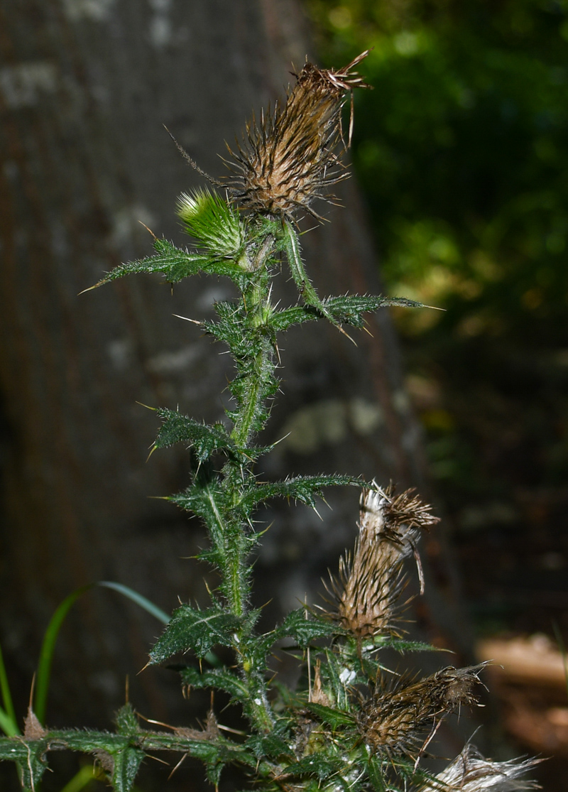 Image of Cirsium vulgare specimen.