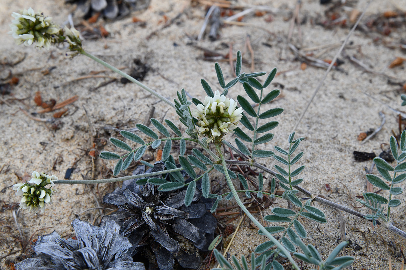 Изображение особи Astragalus olchonensis.