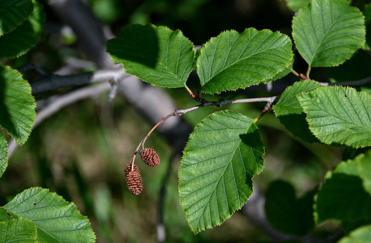 Image of Duschekia fruticosa specimen.