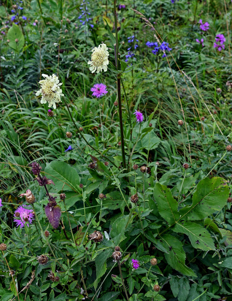 Изображение особи Cephalaria gigantea.