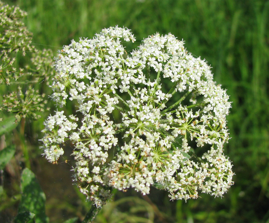 Image of Sium latifolium specimen.