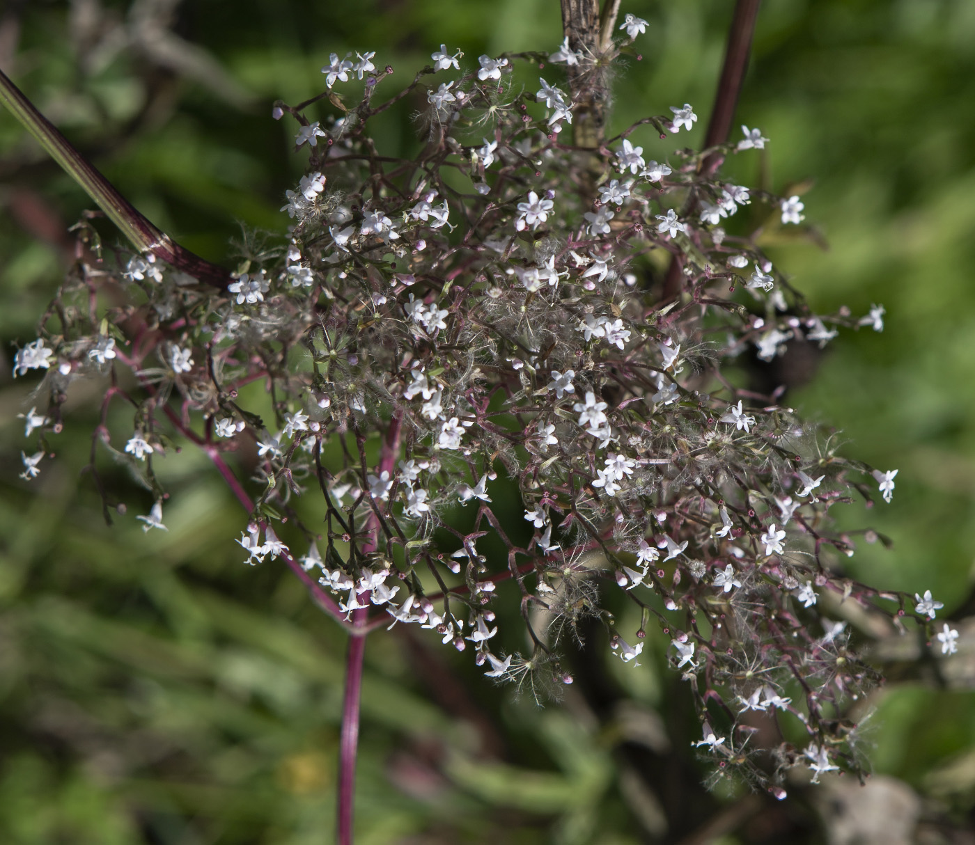 Image of Valeriana officinalis specimen.