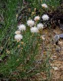 genus Scorzonera. Плодоносящее растение. Грузия, окр. г. Тбилиси, гора Кениси, каменистый сухой склон. 10.06.2023.