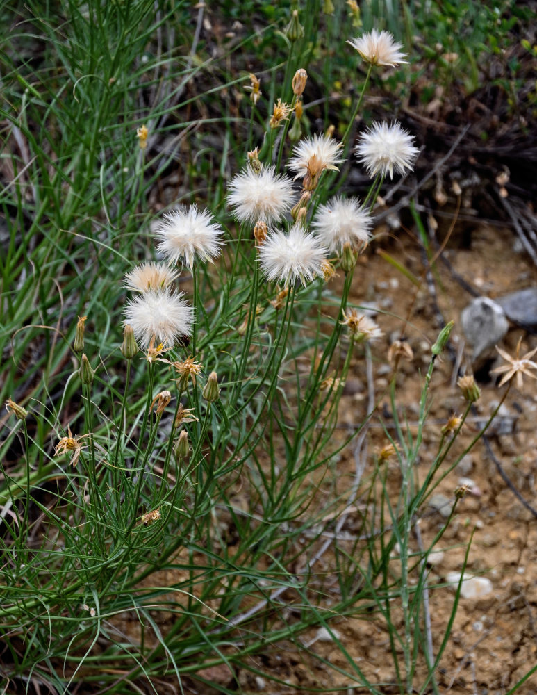 Image of genus Scorzonera specimen.