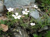 Gypsophila sericea. Цветущее растение. Казахстан, Восточно-Казахстанская обл., Центральный Алтай, левый склон долины ущелья р. Белая Берель, скальник. 26 июня 2023 г.