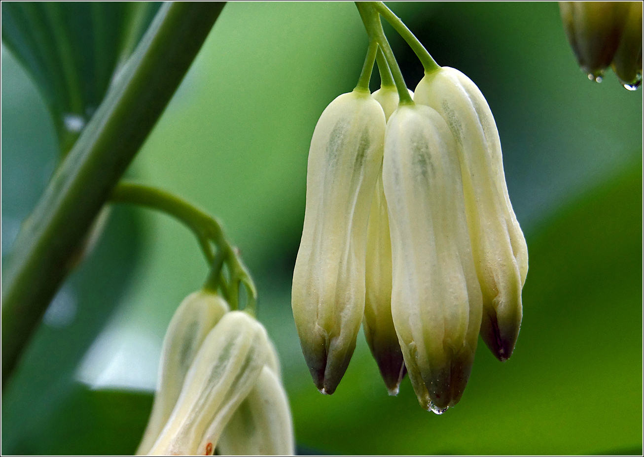 Image of Polygonatum multiflorum specimen.